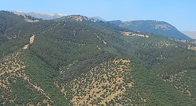 Manisa'daki orman yangını 2 saatte söndürüldü