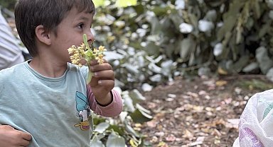 Manyas'ta ıhlamur hasadı başladı