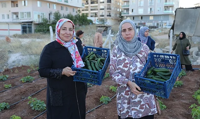 Mardin Artuklu Kent Kadın Bostanları'nda ilk hasat sevinci