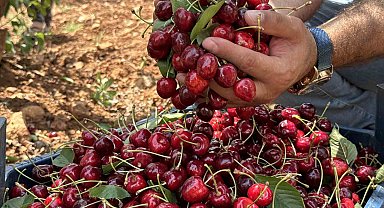 Mardin'de 17. Napolyon Kirazı Festivali düzenlendi