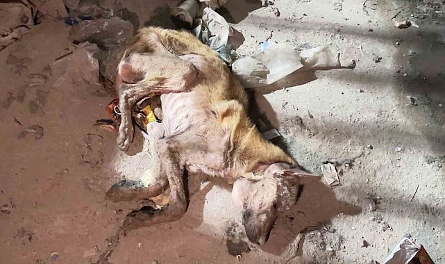 Mardin'de telef olmak üzere bulunan köpek tedavi altına alındı