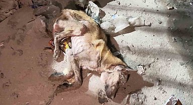 Mardin'de telef olmak üzere bulunan köpek tedavi altına alındı