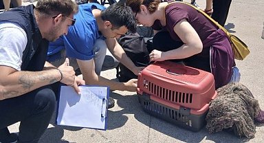 Marmara ve Avşa adalarına kimliksiz hayvan girişi yasaklandı