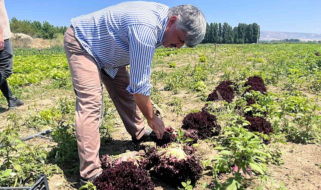 Marulun ekmeğini aracılar yiyor, çiftçi vatandaş mağdur