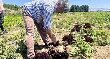 Marulun ekmeğini aracılar yiyor, çiftçi vatandaş mağdur