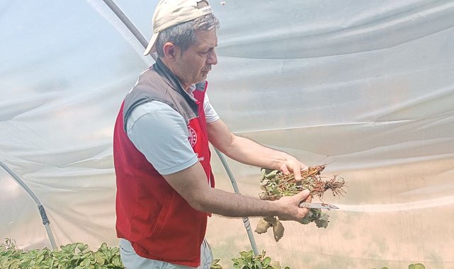 Menteşe'de çiftçilere hastalık ve zararlı kontrolü desteği