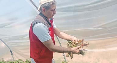 Menteşe'de çiftçilere hastalık ve zararlı kontrolü desteği
