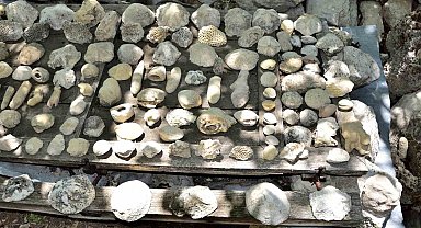 Mersin Mut'ta fosil araştırması