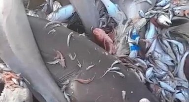 Mersin Valiliğinden köpek balığı açıklaması