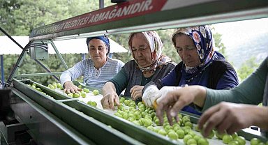 Mersin'de erik üreticilerine ikinci boylama makinesi desteği