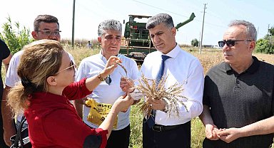 Mersin'de yerli buğdayın hasadı gerçekleştirildi
