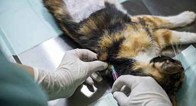 Mersin'deki kedi popülasyonu kısırlaştırma merkezi ile dengeleniyor