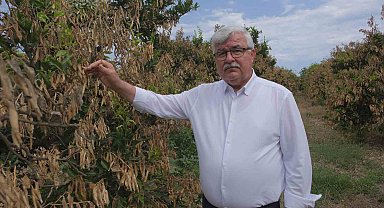 Mersin'deki zirai donun olumsuz etkileri sürüyor