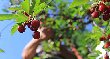 Meyvedeki düşüş tarım işçilerini de kara kara düşündürüyor