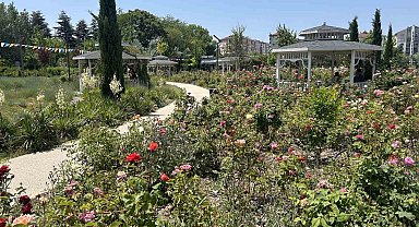 Millet Bahçesini güller sardı