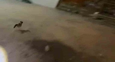 Minibüsün motoruna sıkışan kedi itfaiye ekiplerince kurtarıldı