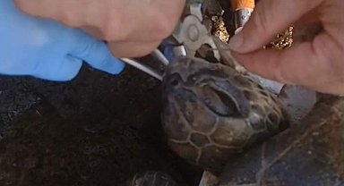 Misina yutan caretta ekiplerin müdahalesiyle hayata döndü