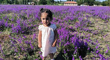 Mor renkli yabani otlar görsel şölen sunuyor