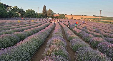 Mor tarla turizmi başladı