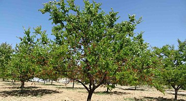 MTB Başkanı Özcan: "Zirai don desteği yakında üreticiye ulaştırılacak"