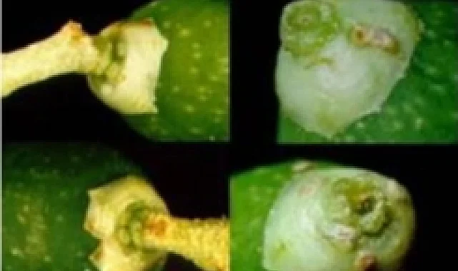 Mudanya'da zeytin güvesi ilaçlaması başladı