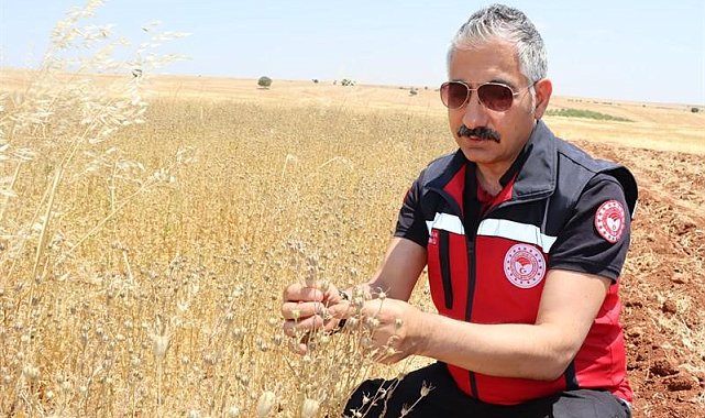 Müdür Akkan çörek otu hasadına katıldı