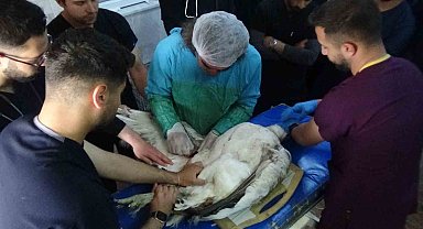 Muş'ta ateşli silahla yaralanan toy kuşu Van'da tedavisi devam ediyor