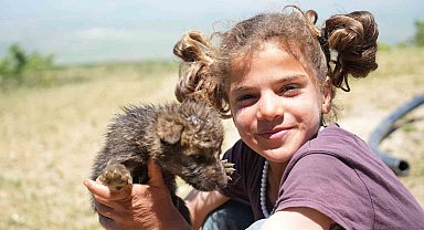 Muş'ta çoban kardeşler yaylada ölmek üzere olan kurt yavrularını kurtardı