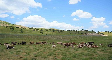 Muş'ta çoban krizi