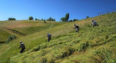 Muş'ta ot biçme sezonu başladı