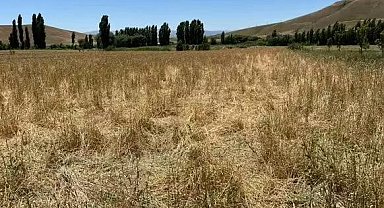 Muş'ta yaban domuzları ekili araziyi talan etti