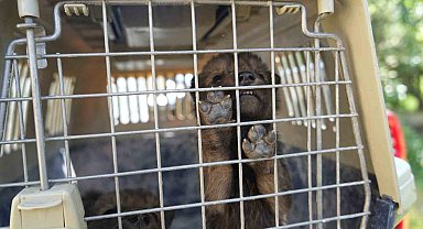 Muş'ta yaylada bulunan 4 kurt yavrusu koruma altına alındı