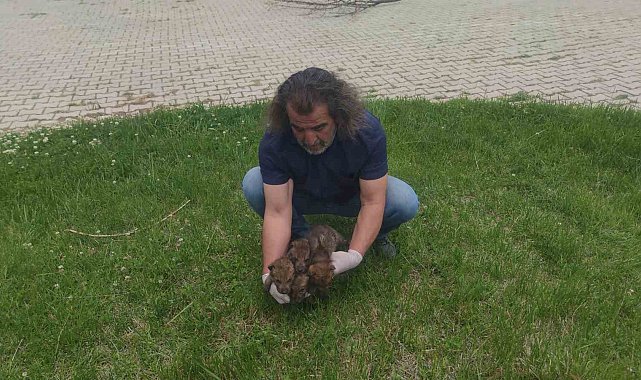 Muş'ta yaylada bulunan 4 kurt yavrusu Van'da kreş hizmeti