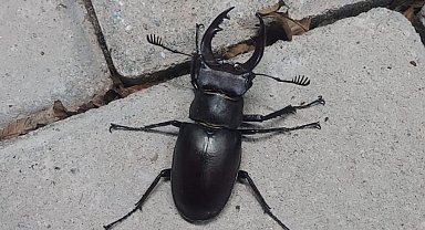 Nadir böcek türü geyik böceği Denizli'de görüldü