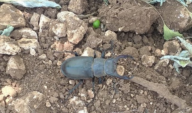 Nadir böcek türü geyik böceğinin bugünkü durağı Güney oldu