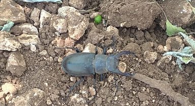 Nadir böcek türü geyik böceğinin bugünkü durağı Güney oldu