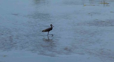 Nadir görülen Kara leylek, Türkiye'nin en uzun nehrinde görüntülendi