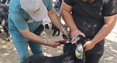 Nazilli'de küçükbaş hayvanlara veba ve çiçek aşısı yapıldı