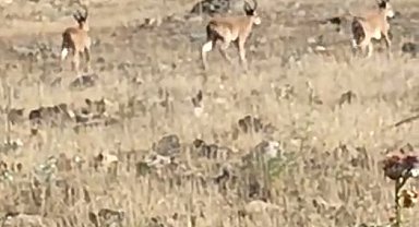 Nesli tehdit altındaki dağ keçileri Mardin kırsalında görüntülendi