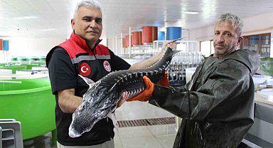 Nesli tehlike altındaki sivriburundan sadece 150 tane kaldı, Amasya'da 100 bin yavru balık üretimi planlanıyor