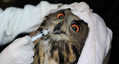 Nesli tehlike altındaki yaralı puhu, tedavinin ardından doğaya salındı