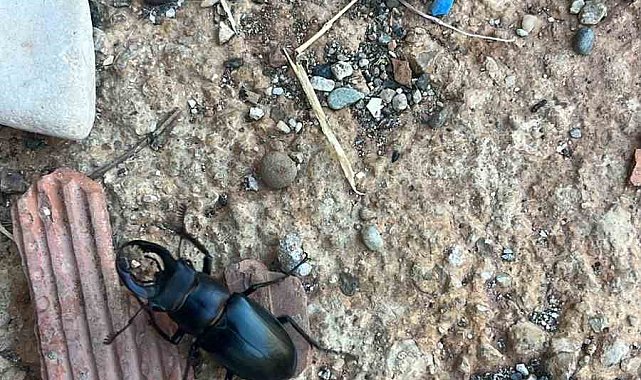 Nesli tükenme tehlikesi altında bulunan böcek türü Diyarbakır'da görüldü