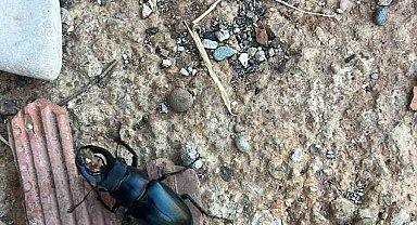 Nesli tükenme tehlikesi altında bulunan böcek türü Diyarbakır'da görüldü