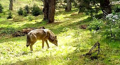 Nesli tükenmekte olan Bozkurt, böyle görüntülendi