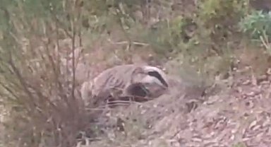 Nesli tükenmekte olan porsuk Buldan'da görüntülendi