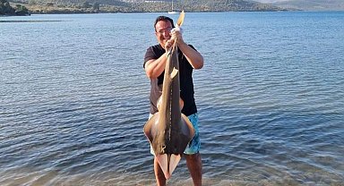 Oltaya takılan kemane balığı denize bırakıldı