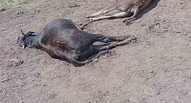 Oltu'da yıldırım düşmesi sonucu 4 büyükbaş hayvan telef oldu