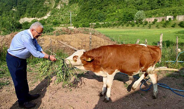 Ordu'da besicilerin yüzünü güldürüp, verimi arttıran destek