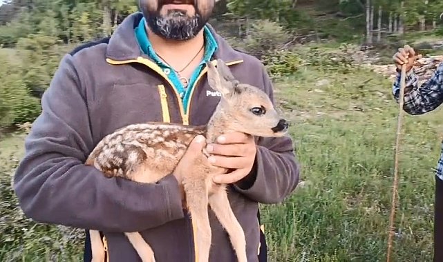 Ormanda bulunan ceylan, keçi sütüyle hayata tutundu
