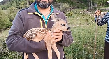 Ormanda bulunan ceylan, keçi sütüyle hayata tutundu